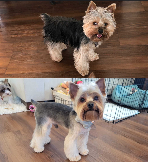 Yorkshire Terrier grooming resultat