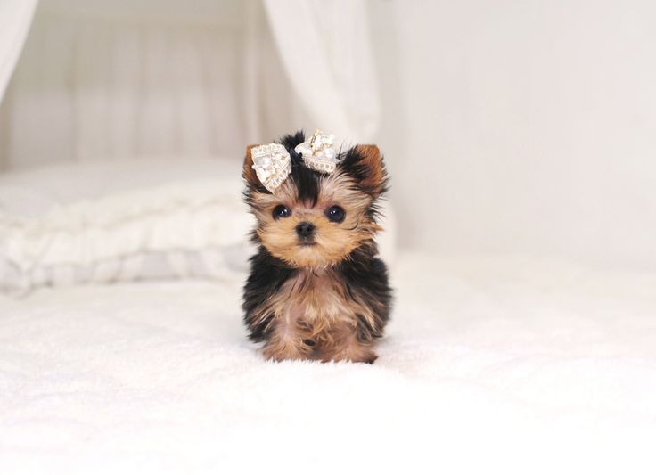 Yorkshire Terrier