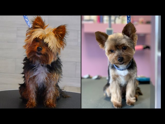 Yorkshire Terrier før og efter klipning