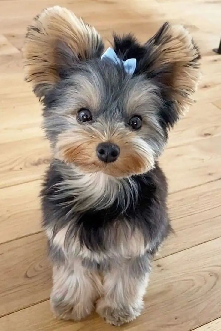 Sød Yorkshire Terrier hvalp