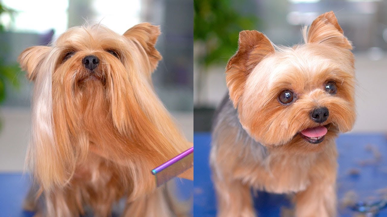 Yorkshire Terrier før og efter grooming